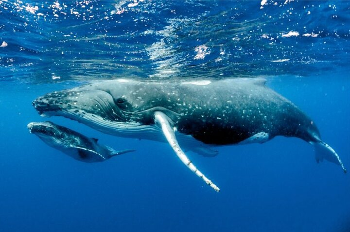 Whale watching in Moorea - Photo 1 of 6